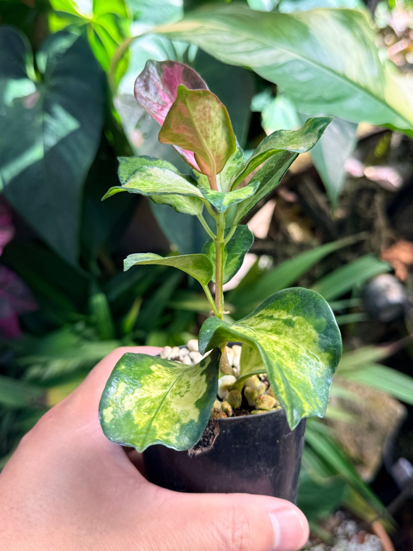 Hoya australis 'Lisa' M73