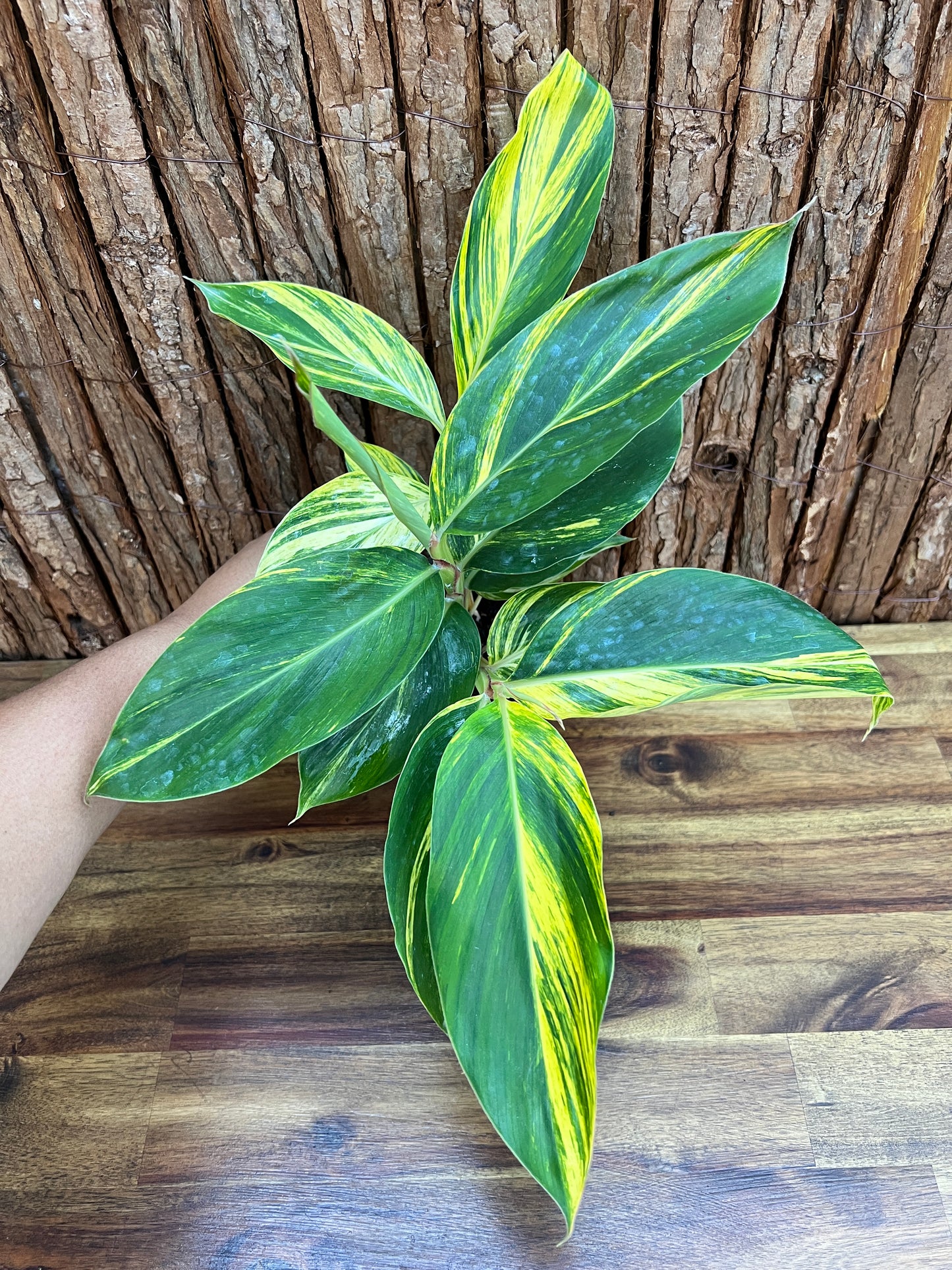 Alpinia Zerumbet Variegated Shell Ginger B163