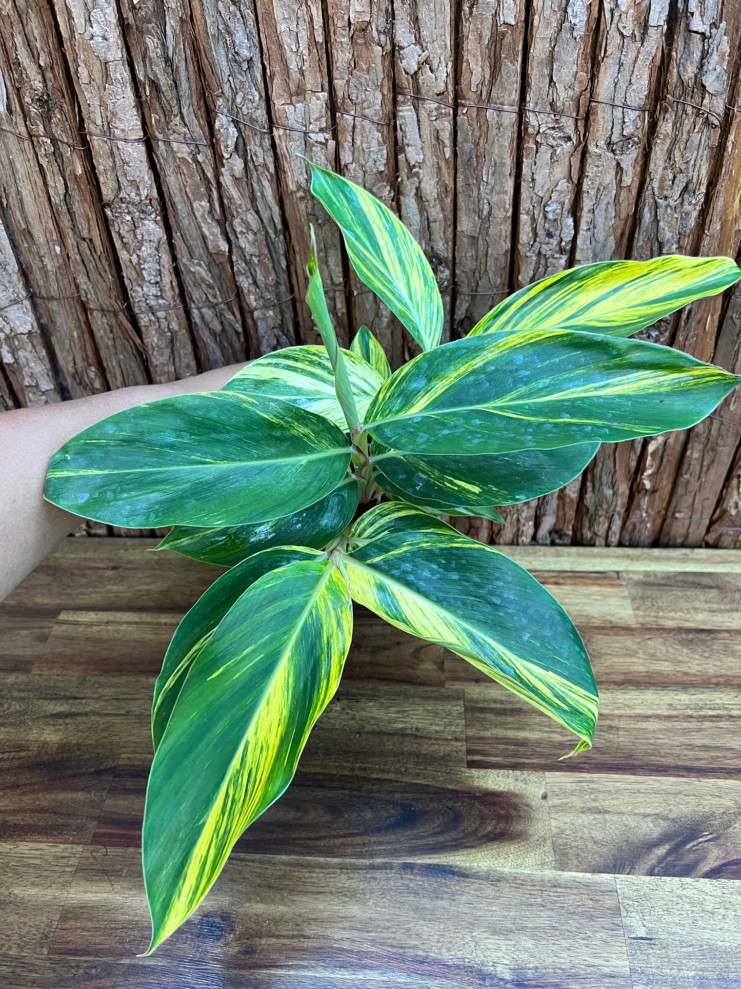 Alpinia Zerumbet Variegated Shell Ginger B163