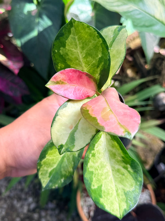 Hoya australis 'Lisa' M72
