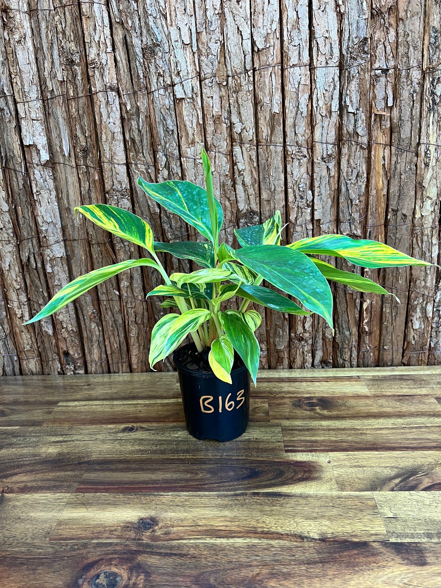 Alpinia Zerumbet Variegated Shell Ginger B163