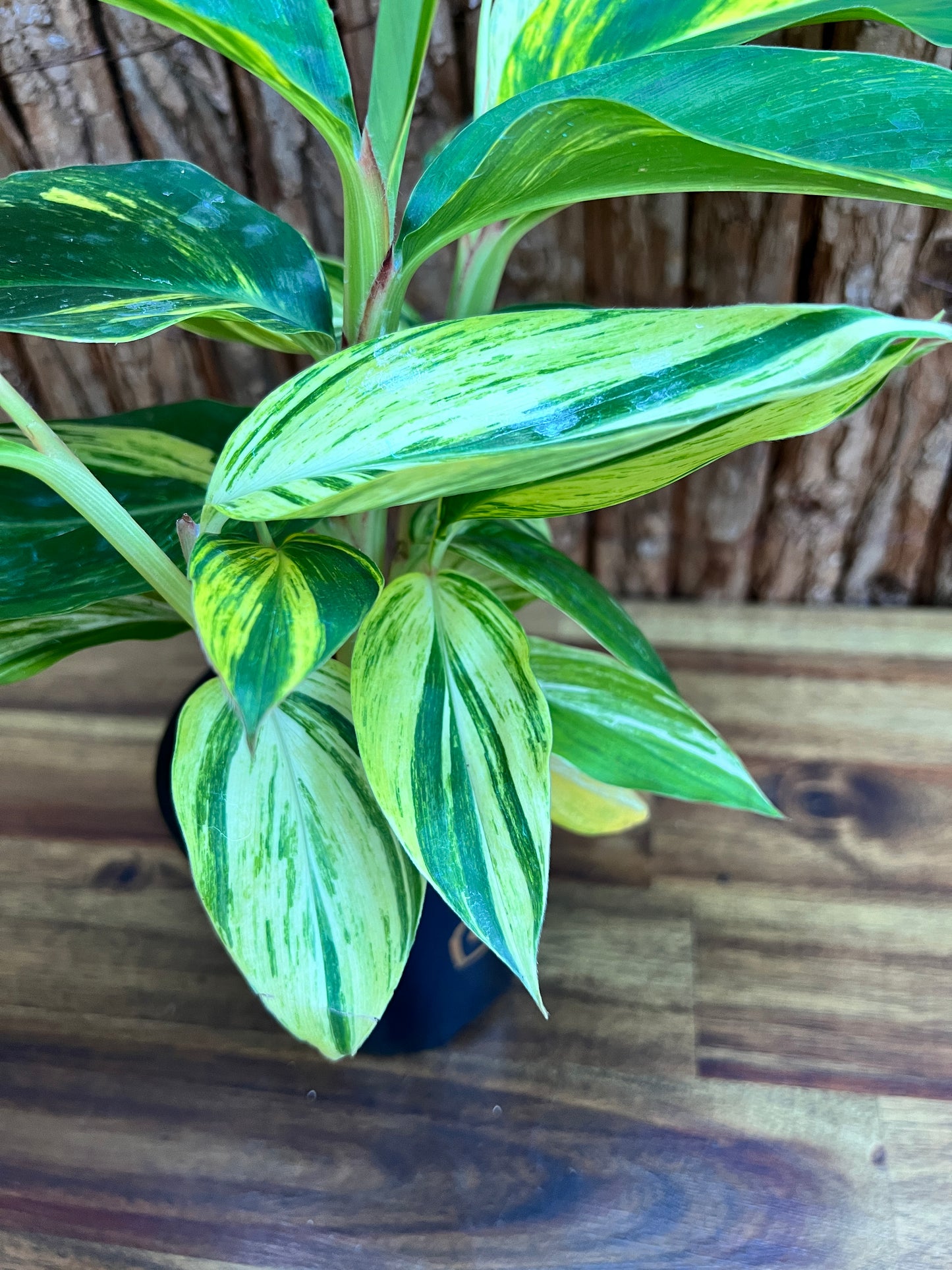 Alpinia Zerumbet Variegated Shell Ginger B163