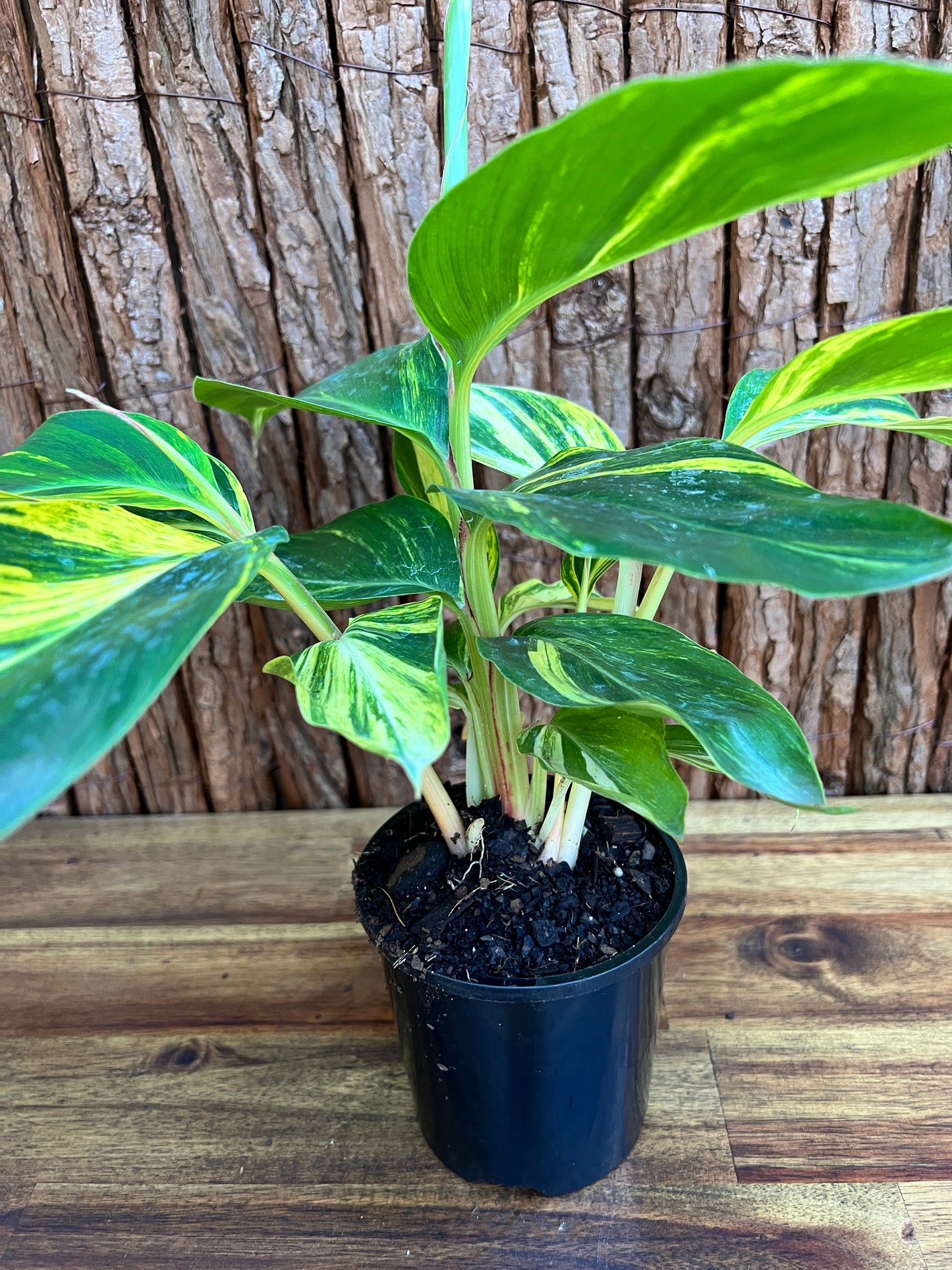 Alpinia Zerumbet Variegated Shell Ginger B163