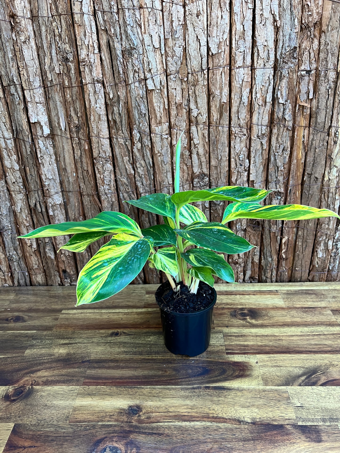 Alpinia Zerumbet Variegated Shell Ginger B163