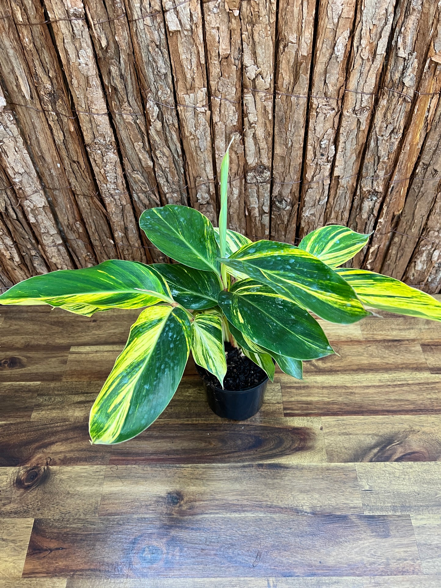 Alpinia Zerumbet Variegated Shell Ginger B163