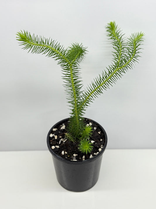 New Guinea Water Tassel Fern P69