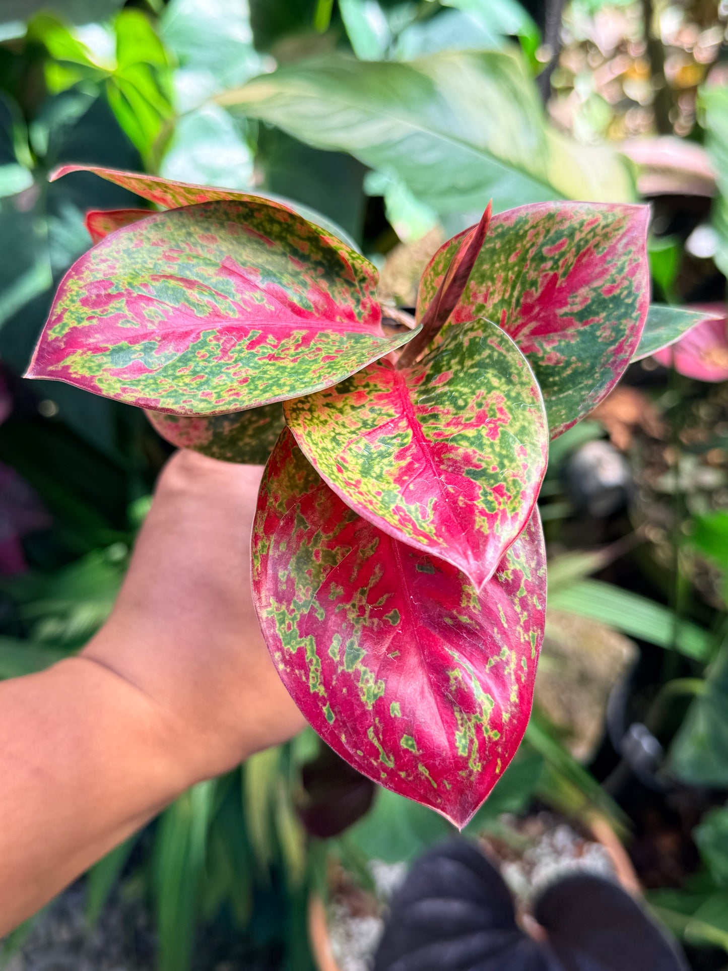 Aglaonema 'Fireworks' M76