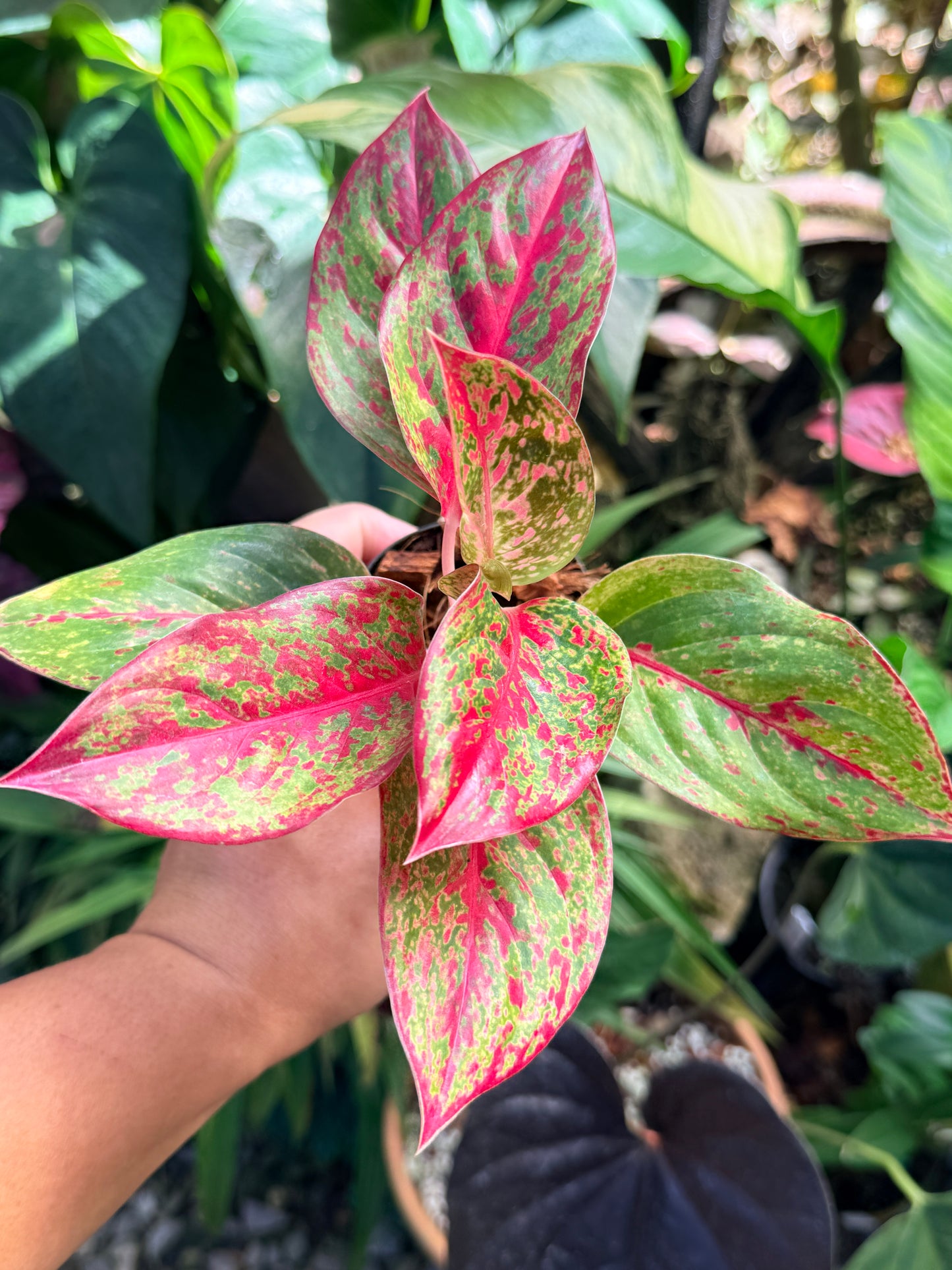 Aglaonema 'Fireworks' M75