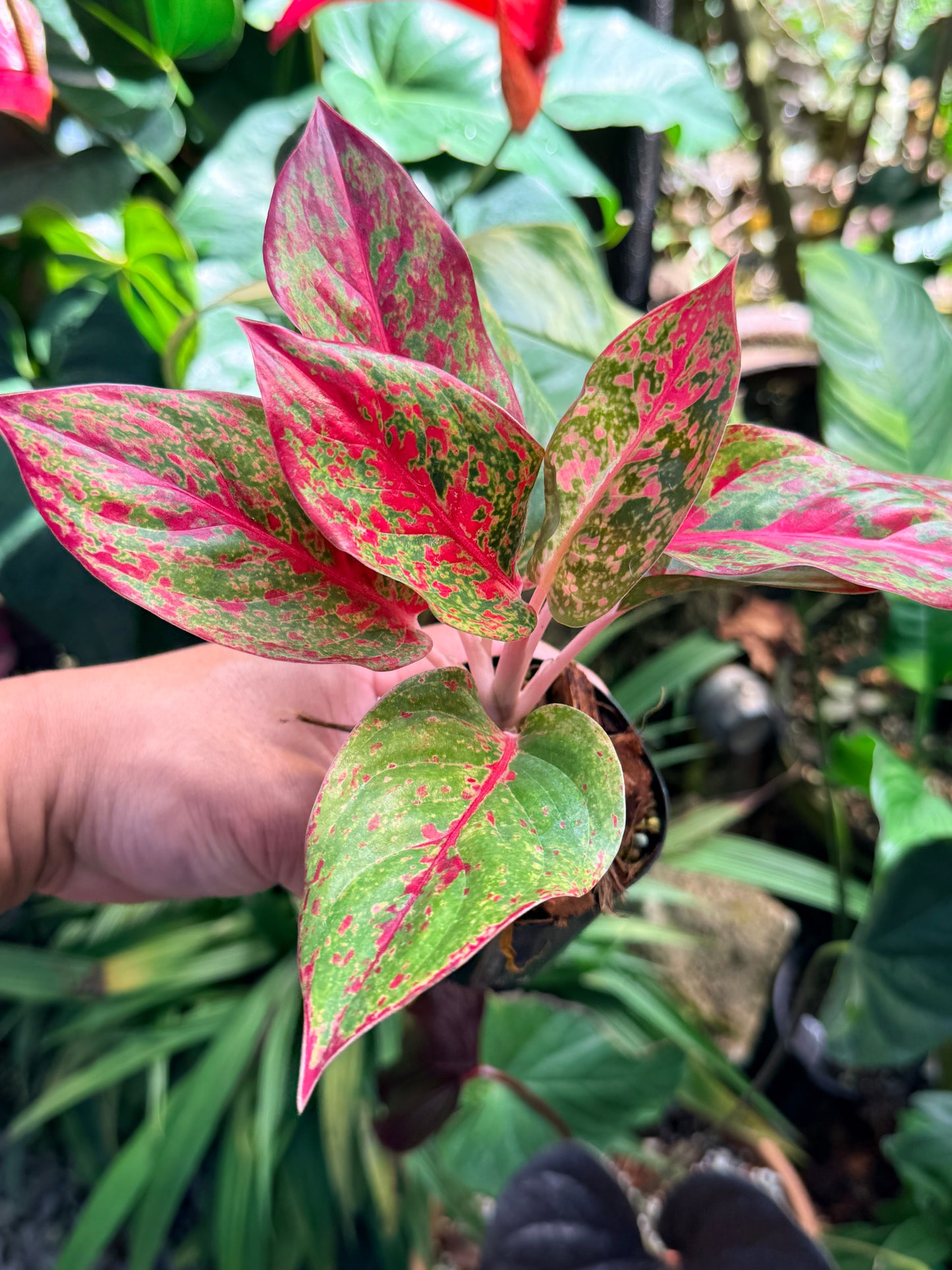 Aglaonema 'Fireworks' M75
