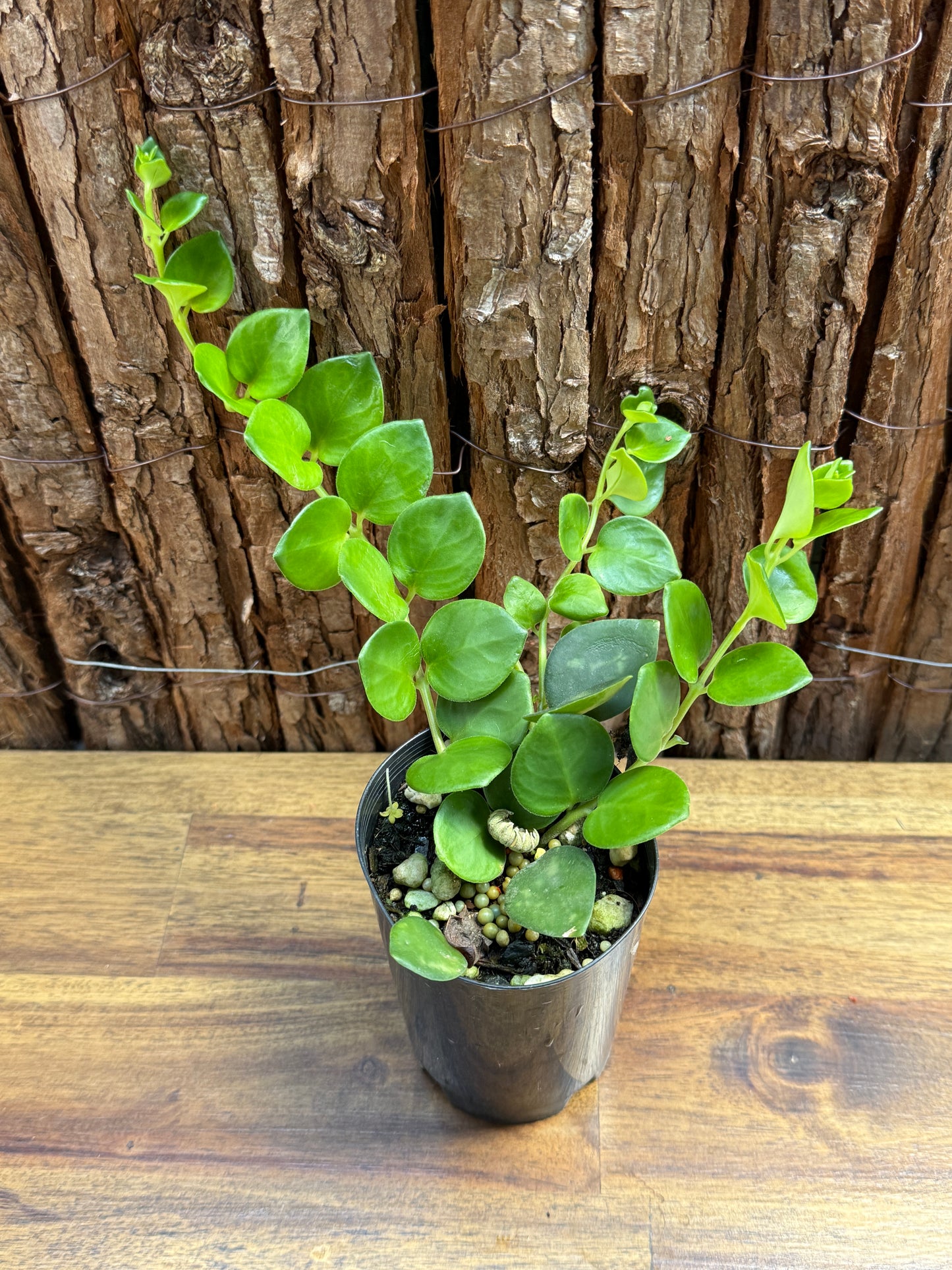 Aeschynanthus Thai Pink - Pink Lipstick Plant