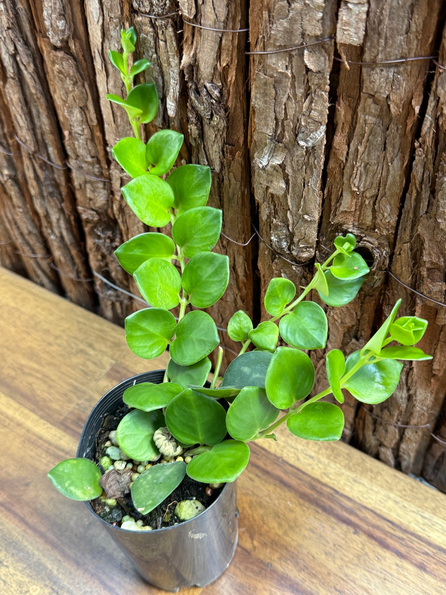 Aeschynanthus Thai Pink - Pink Lipstick Plant