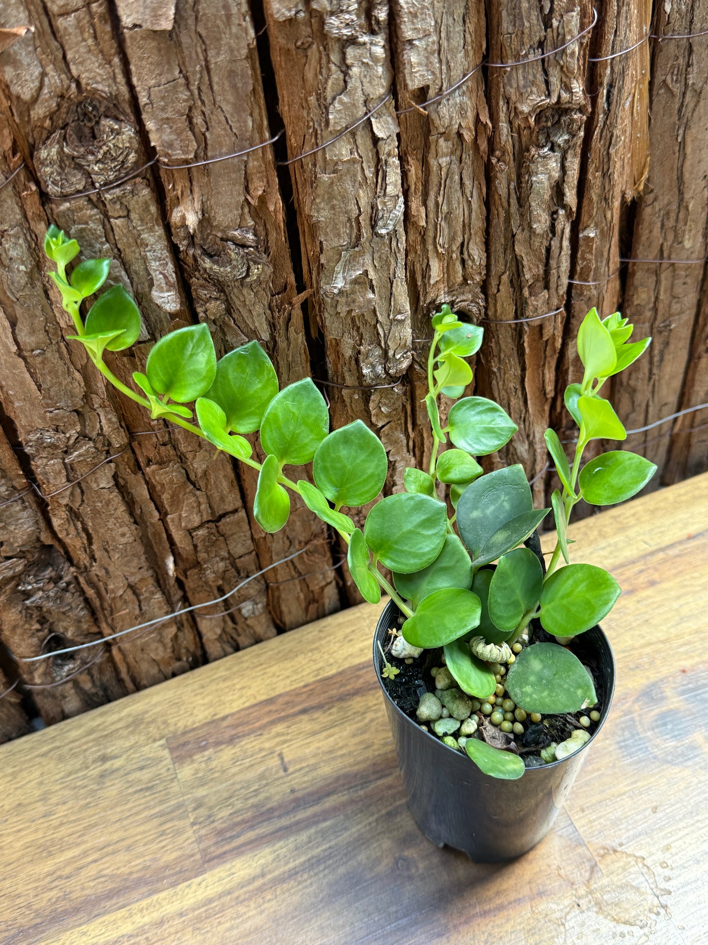 Aeschynanthus Thai Pink - Pink Lipstick Plant