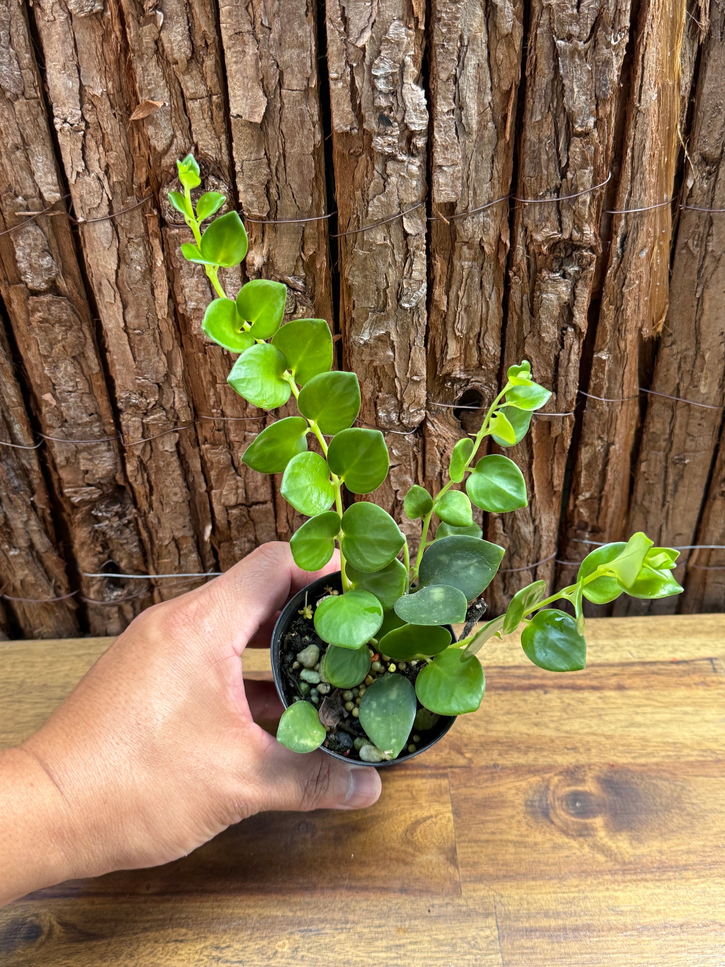 Aeschynanthus Thai Pink - Pink Lipstick Plant