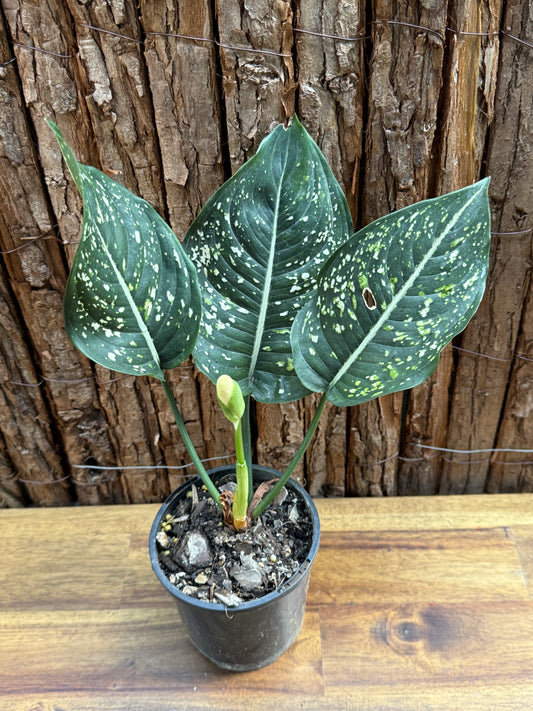 Aglaonema Galaxy Series