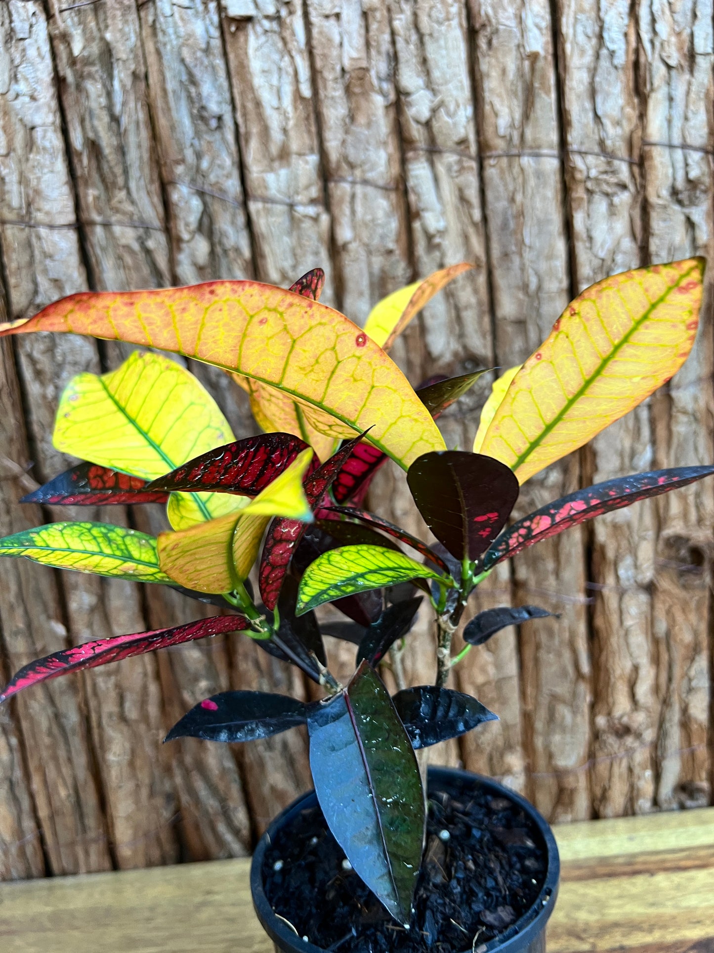 Croton Codiaeum Apple Blossom B179