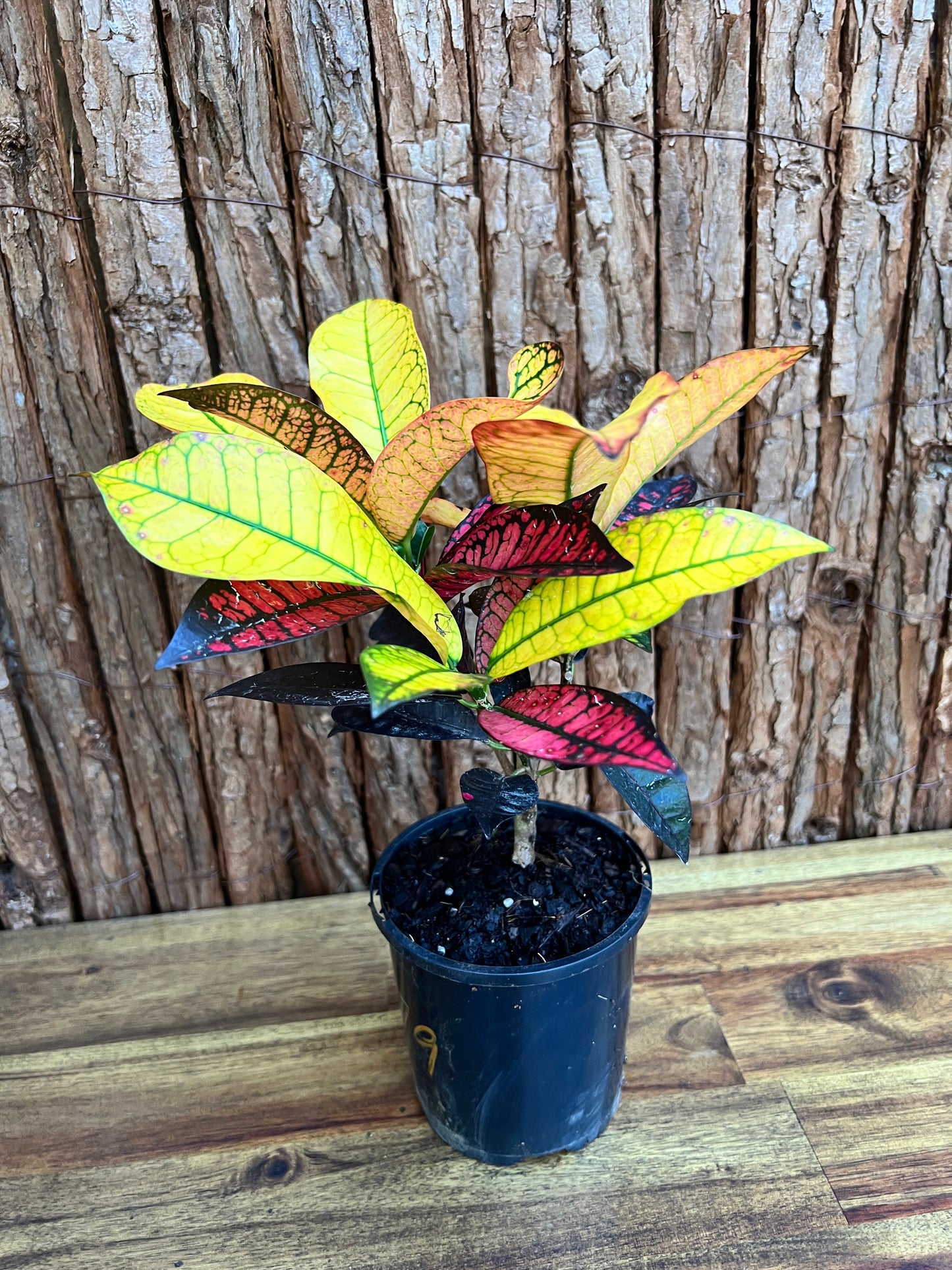 Croton Codiaeum Apple Blossom B179