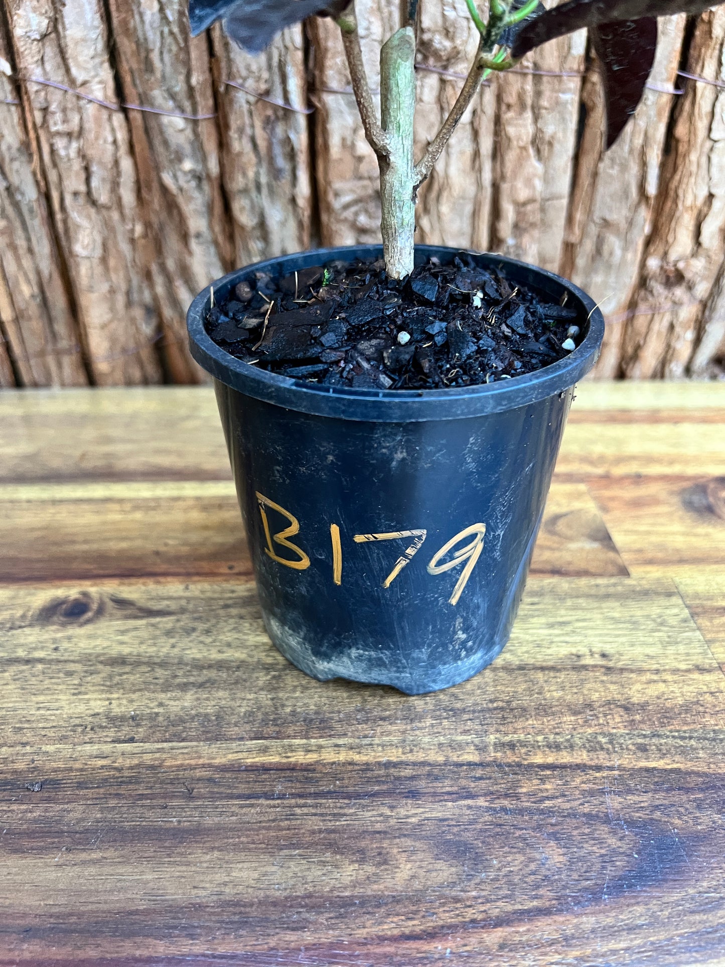 Croton Codiaeum Apple Blossom B179