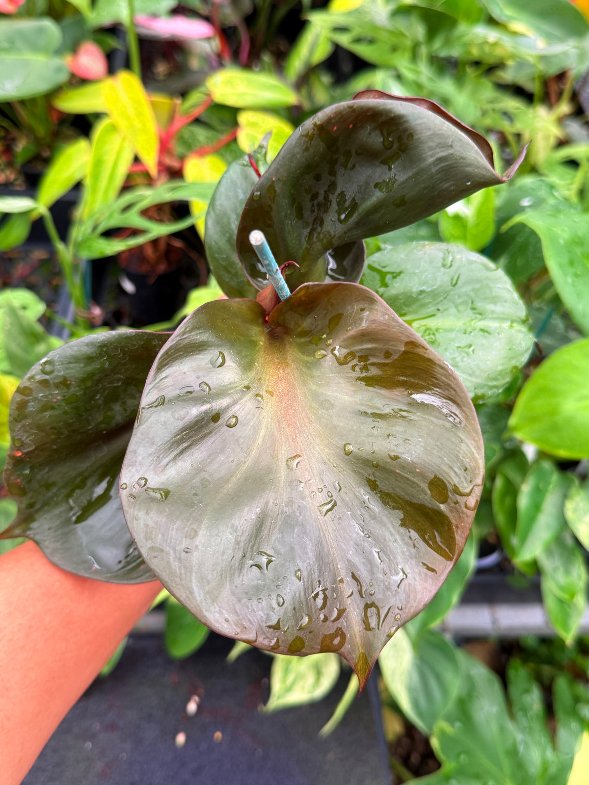 Philodendron 'Red Heart' S78