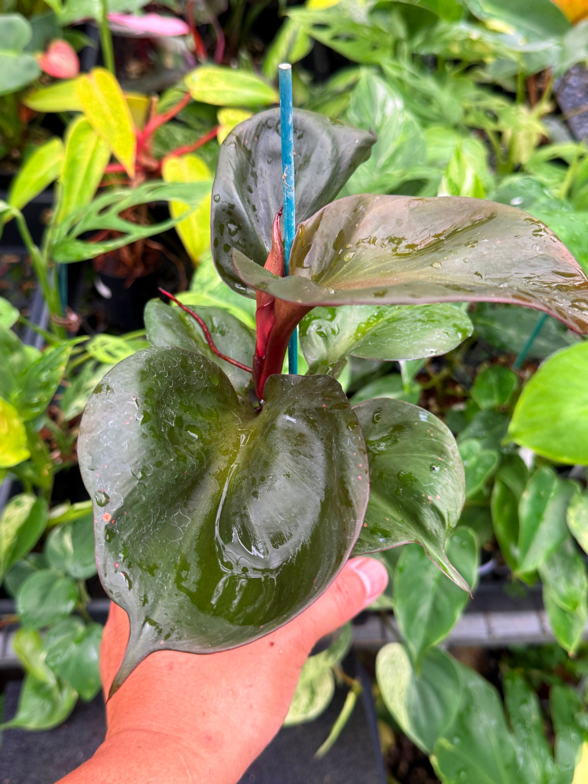 Philodendron 'Red Heart' S78