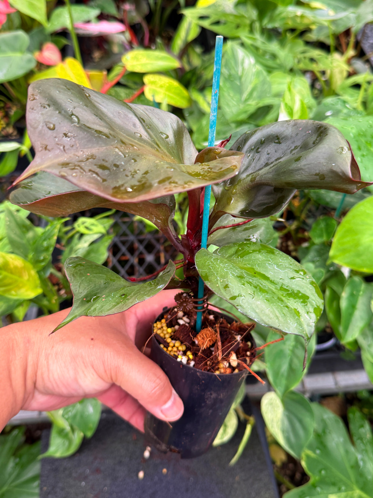 Philodendron 'Red Heart' S78