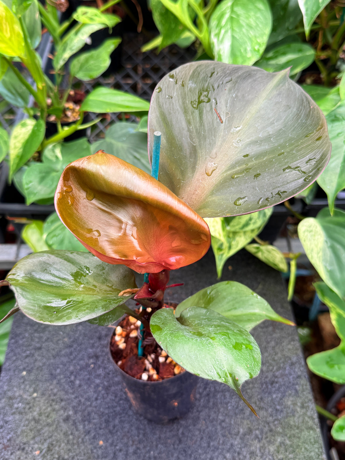 Philodendron 'Red Heart' W22