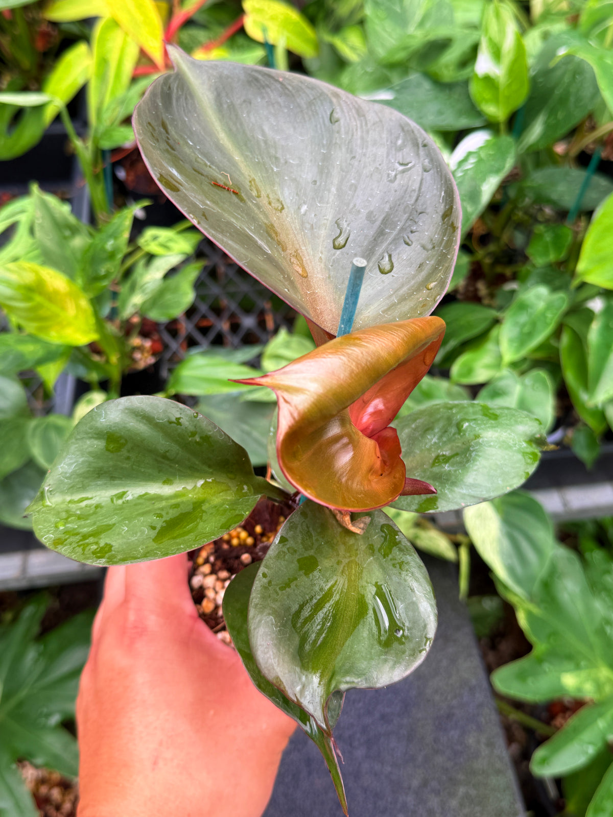 Philodendron 'Red Heart' W22