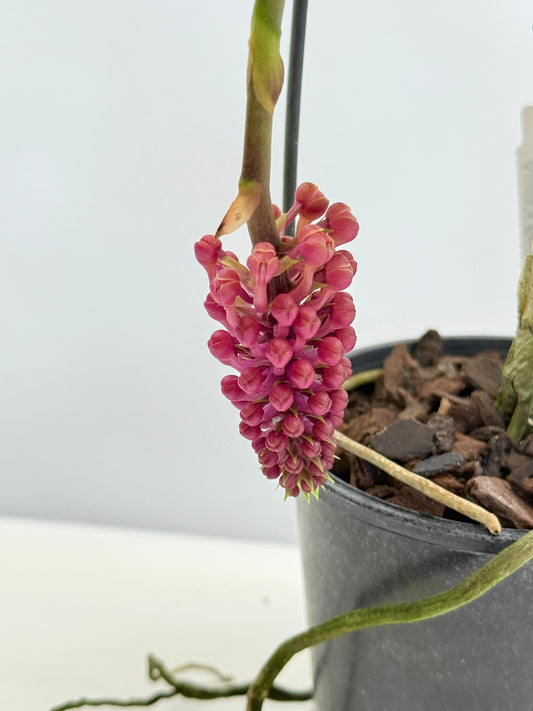 Robiquetia cerina 'Red' C58