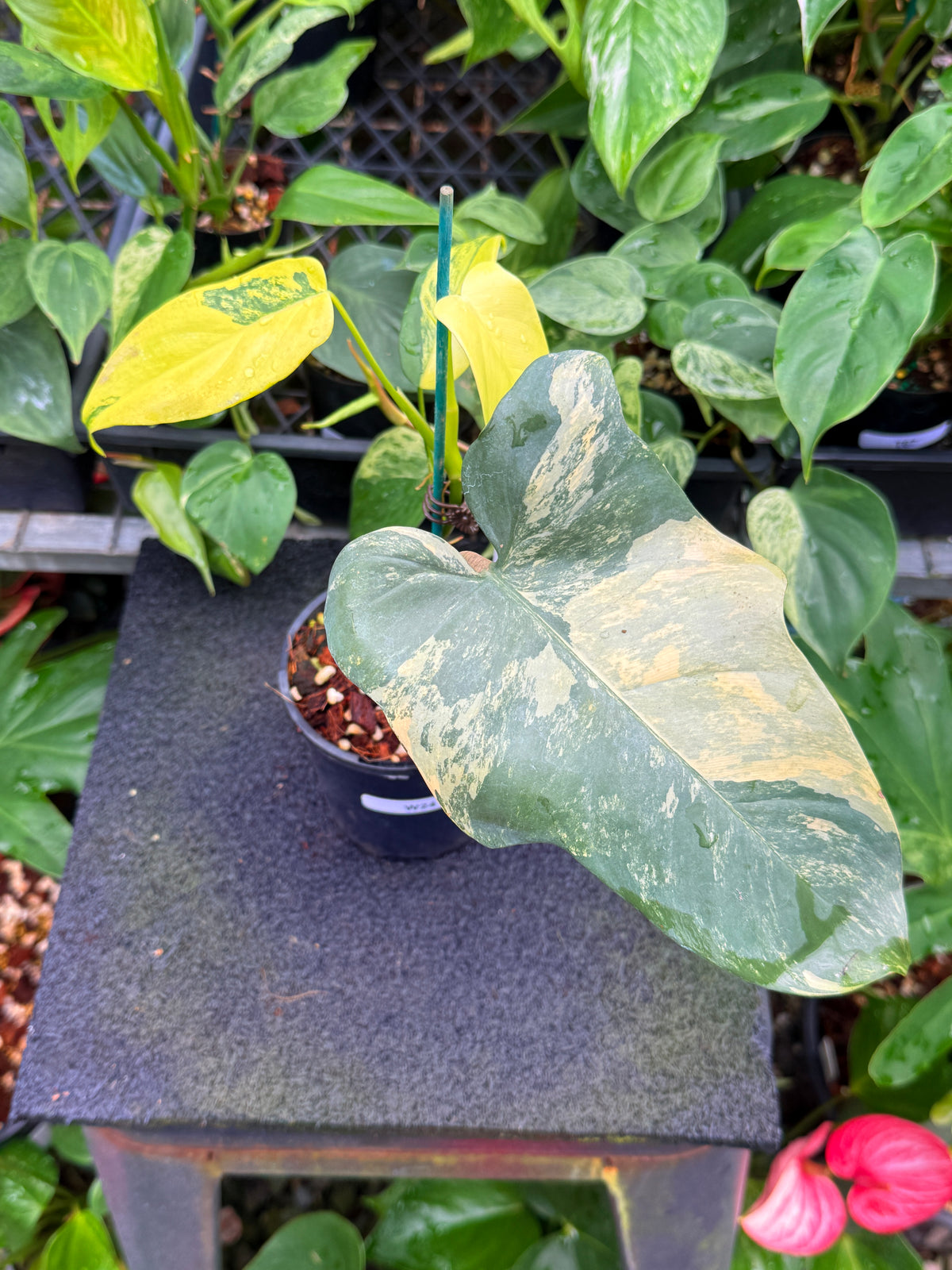 Philodendron 'Bipennifolium' Variegated W24
