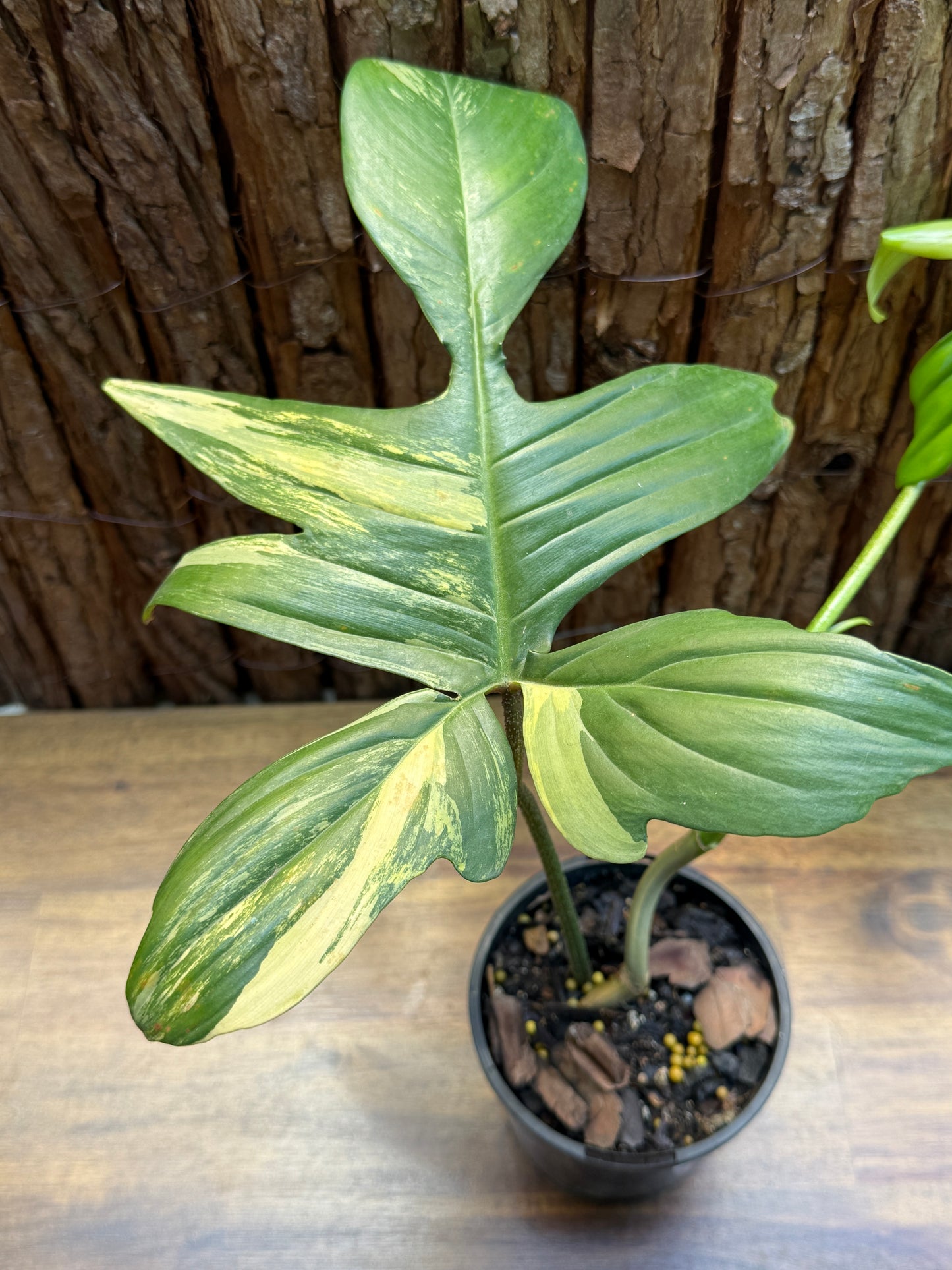 Philodendron Florida Beauty Variegata H7