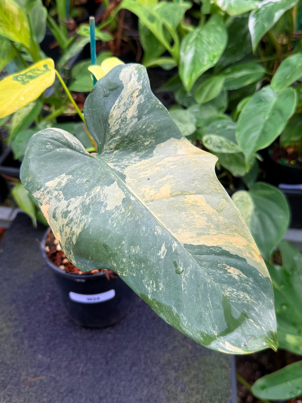 Philodendron 'Bipennifolium' Variegated W24