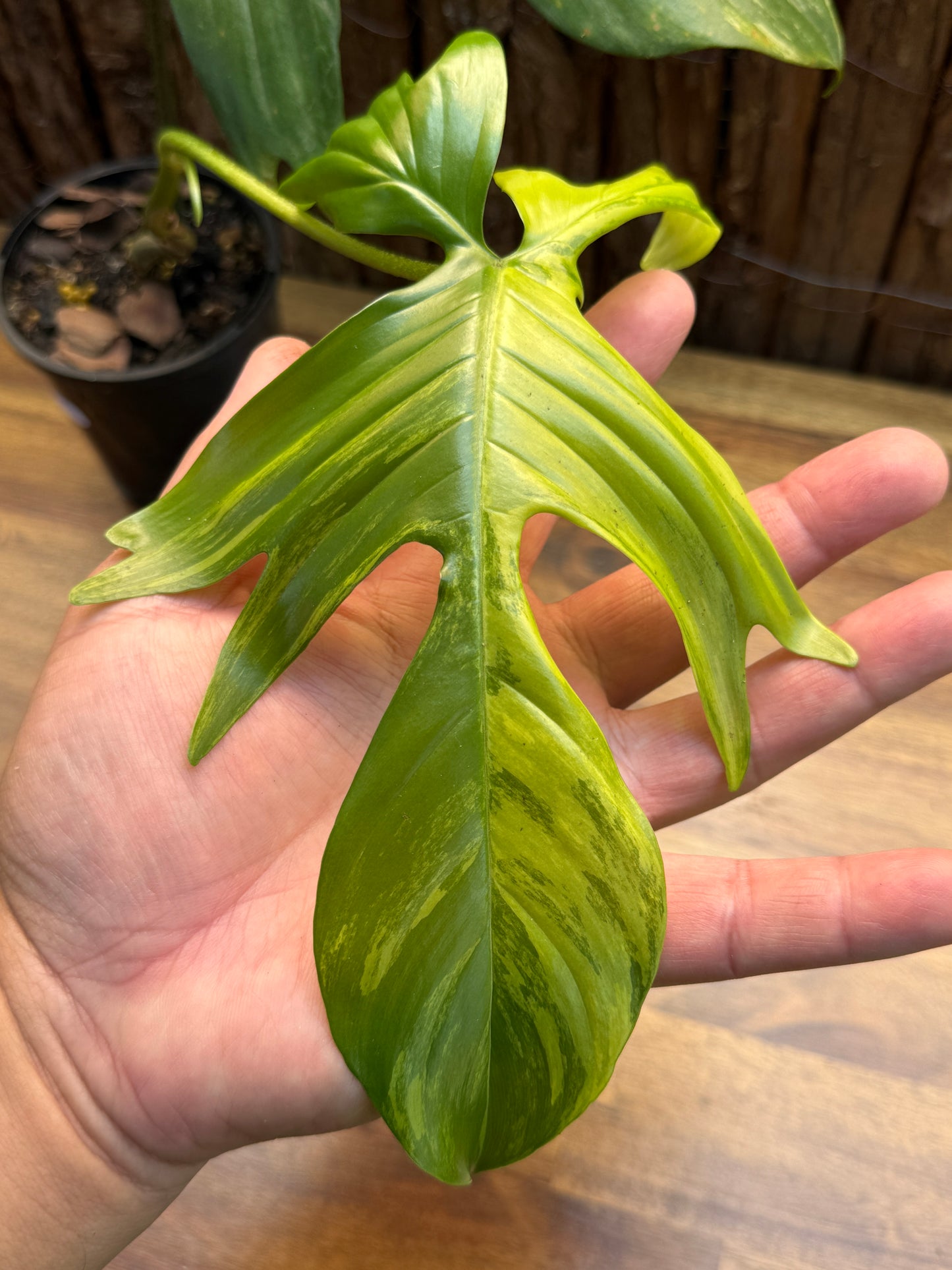 Philodendron Florida Beauty Variegata H7