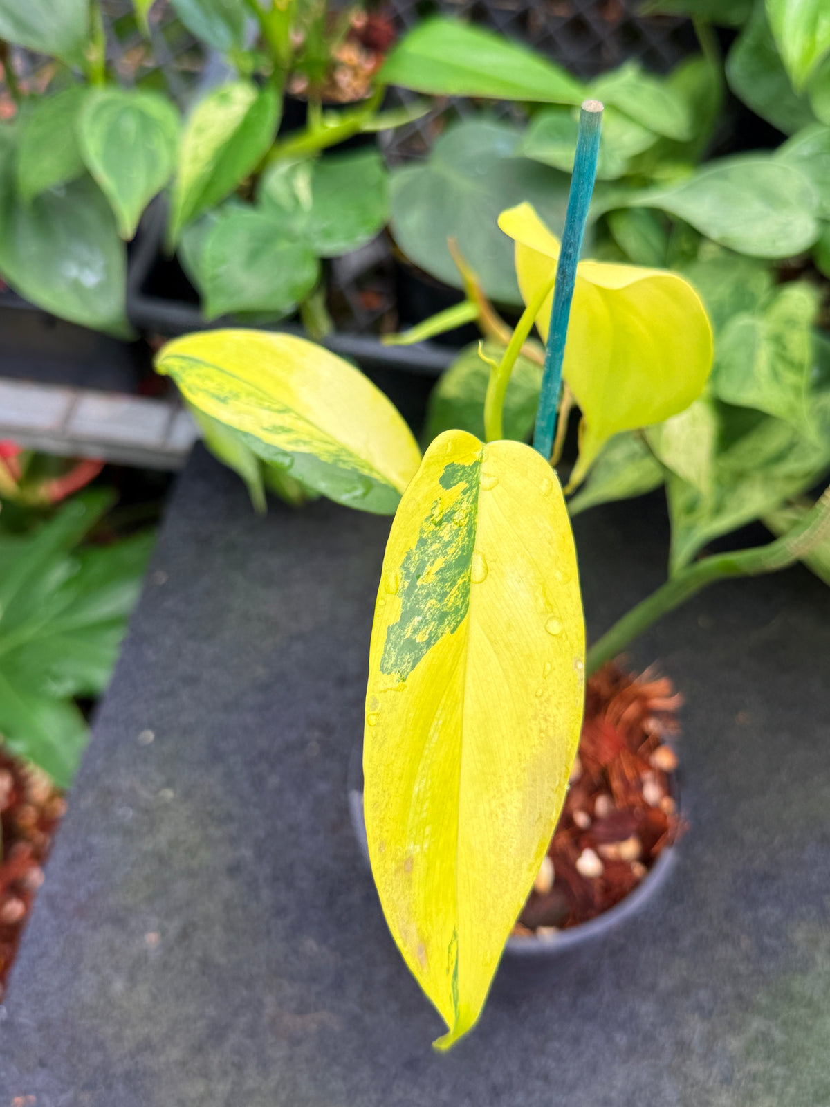 Philodendron 'Bipennifolium' Variegated W24