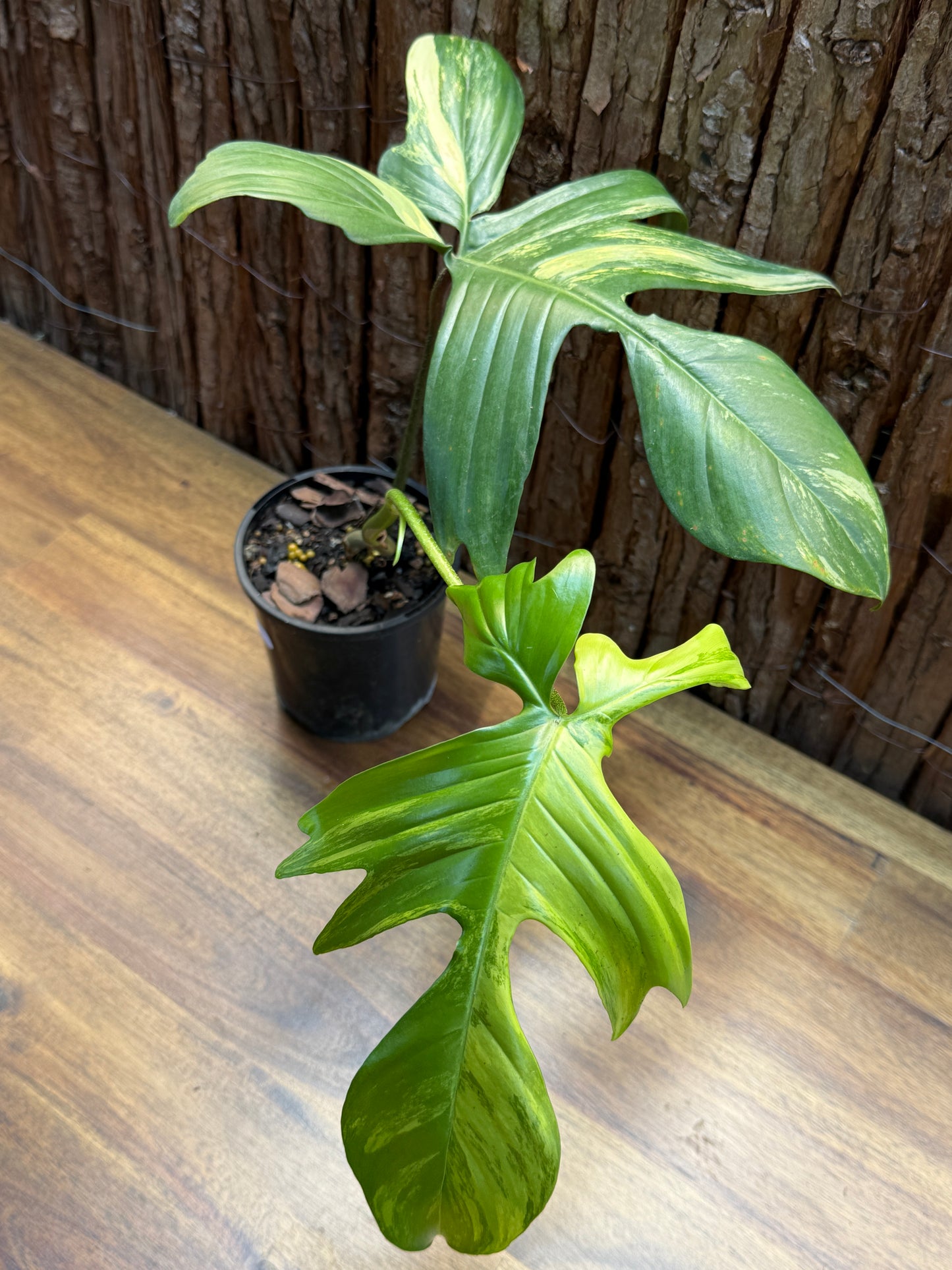 Philodendron Florida Beauty Variegata H7