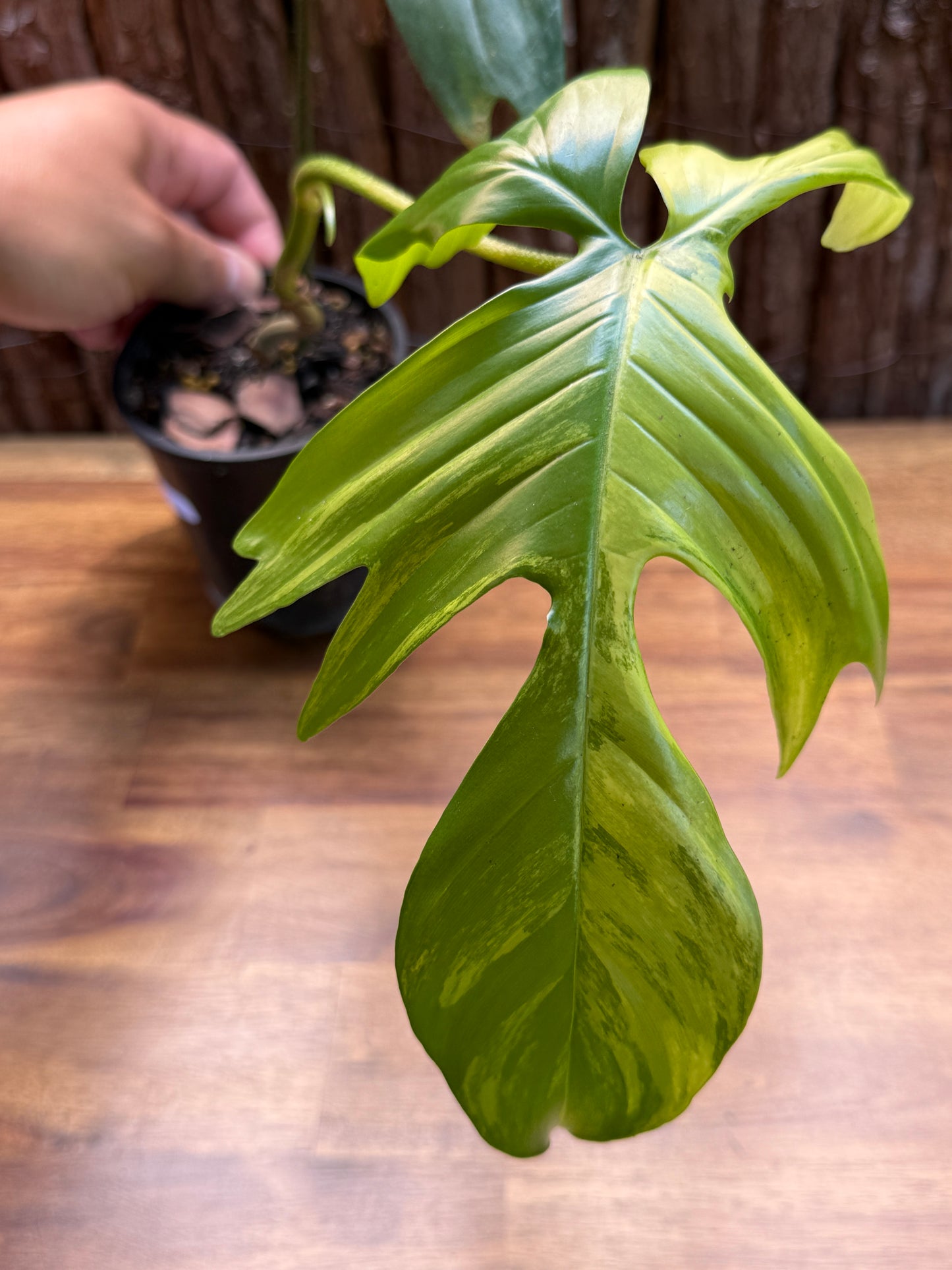 Philodendron Florida Beauty Variegata H7