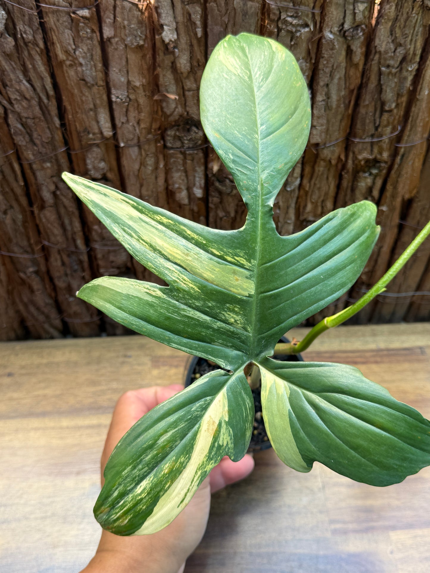 Philodendron Florida Beauty Variegata H7