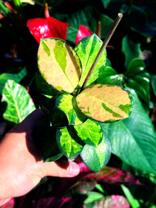 Hoya australis 'Lisa' L57