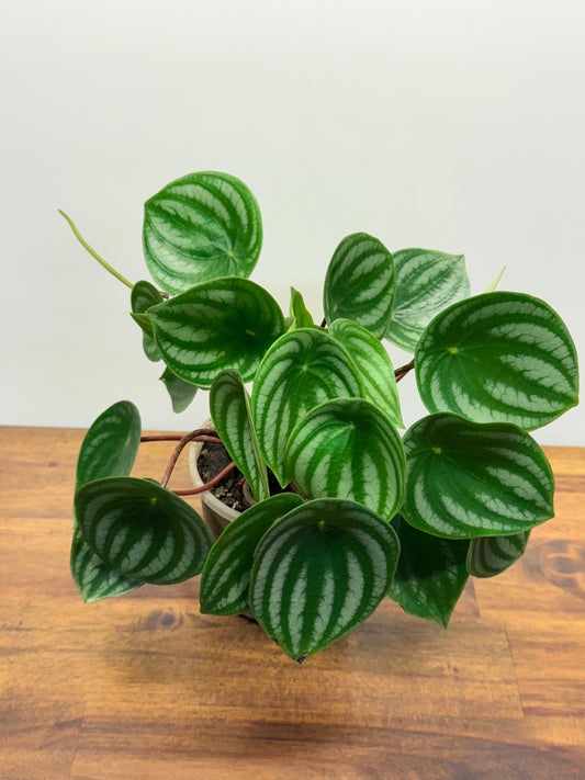 Peperomia Argyreia - Watermelon Peperomia O7