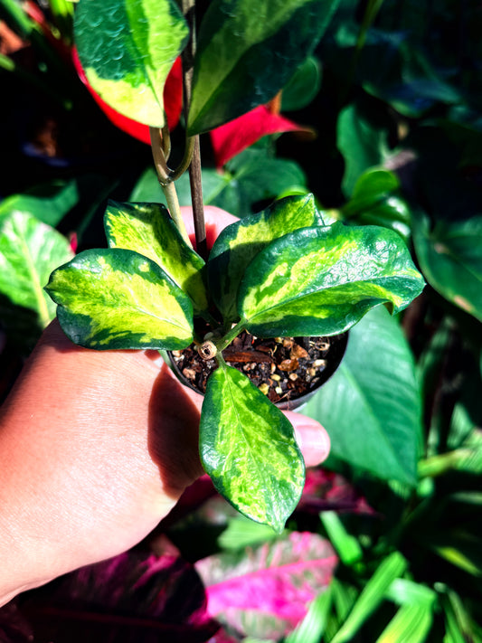Hoya australis 'Lisa' L56