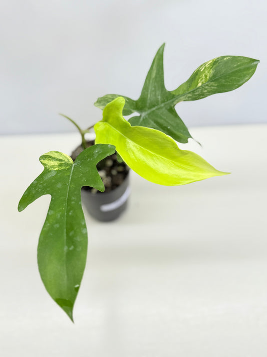 Philodendron 'Florida Beauty' C62