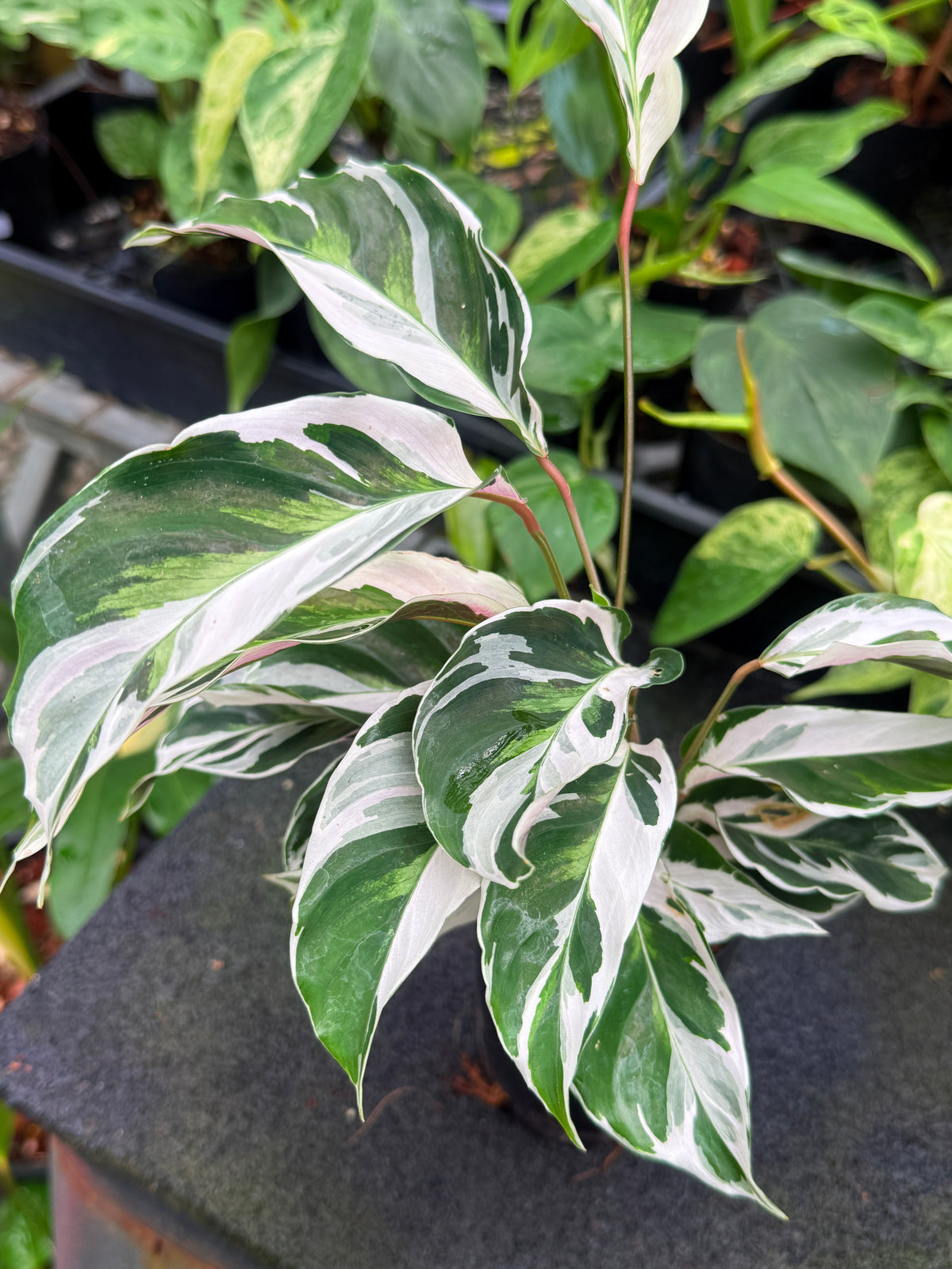 Calathea 'White Fusion' W28