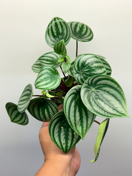 Peperomia Argyreia - Watermelon Peperomia O8