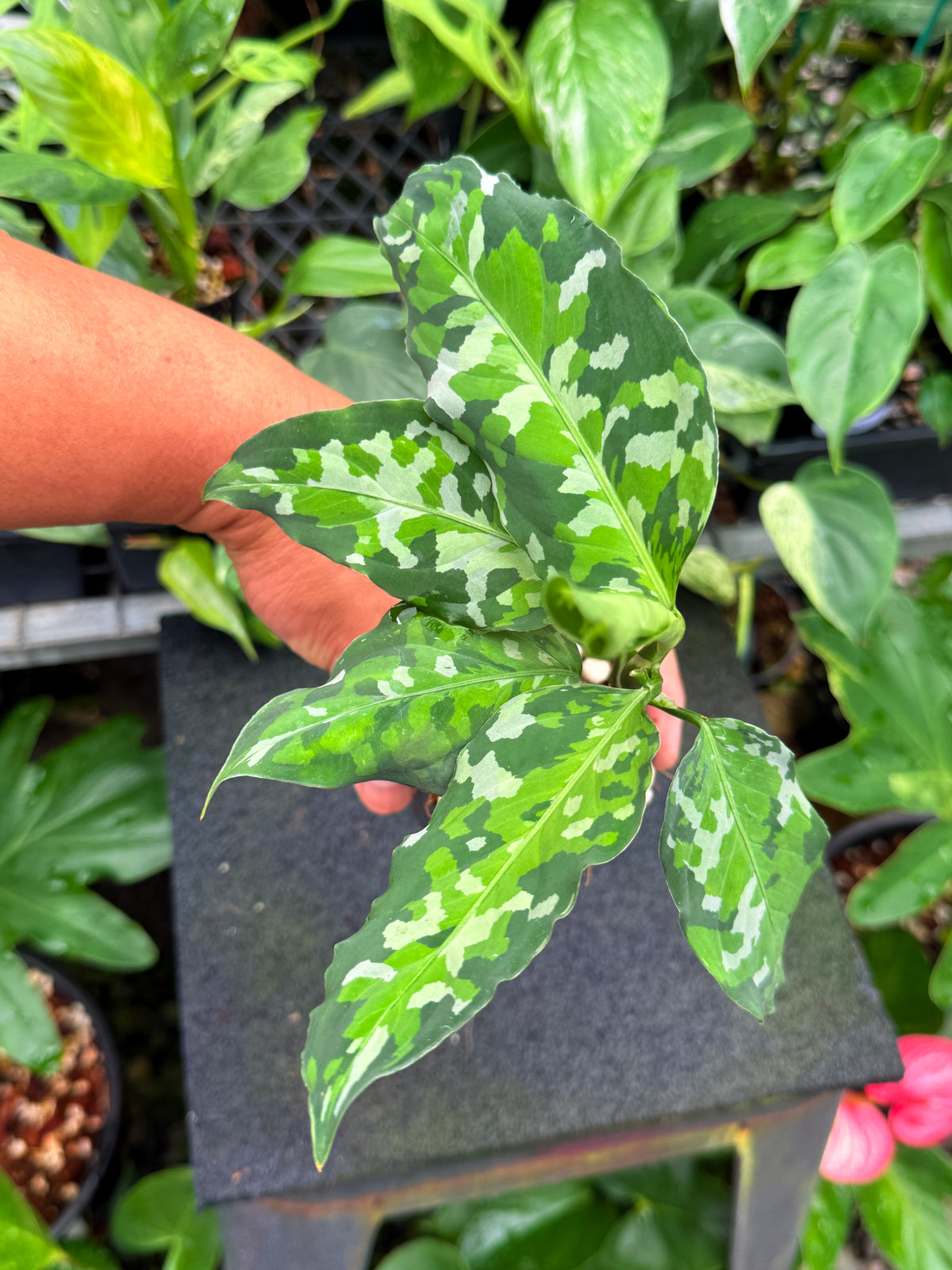 Aglaonema pictum 'Tricolour' NONTC W25