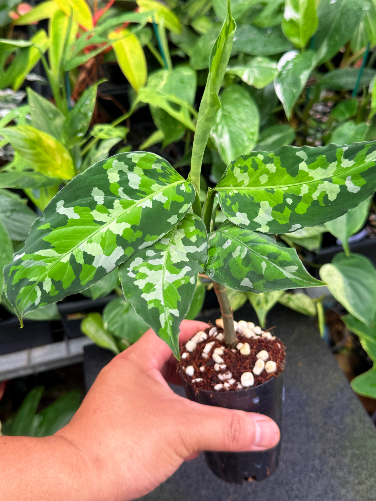 Aglaonema pictum 'Tricolour' NONTC W25