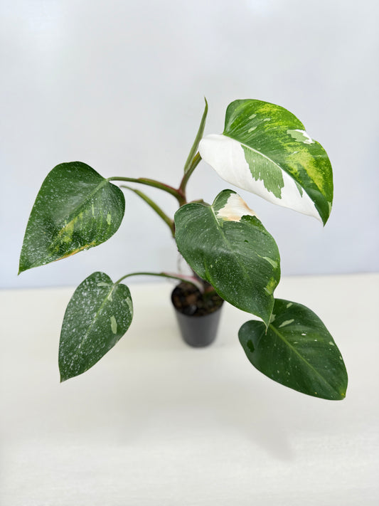Philodendron 'White Wizard' C64