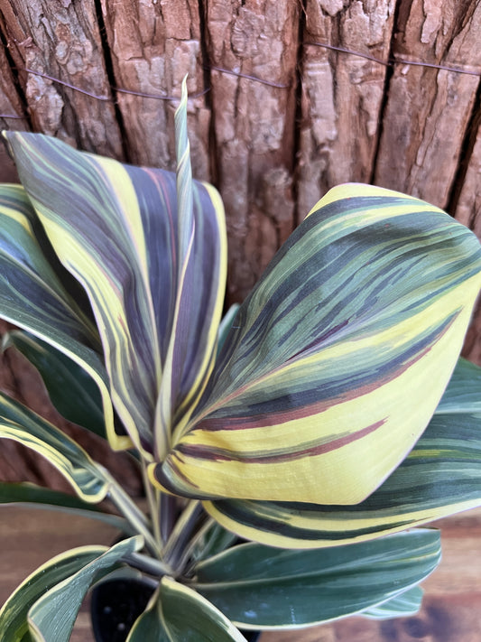 Cordyline Chocolate Queen B168