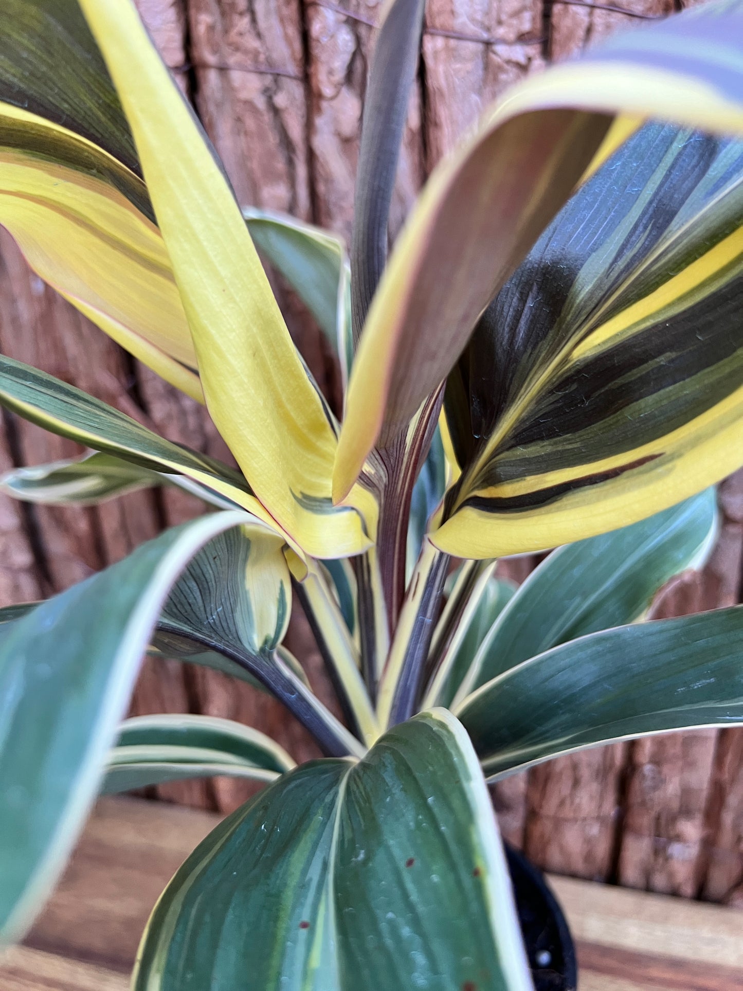 Cordyline Chocolate Queen B168