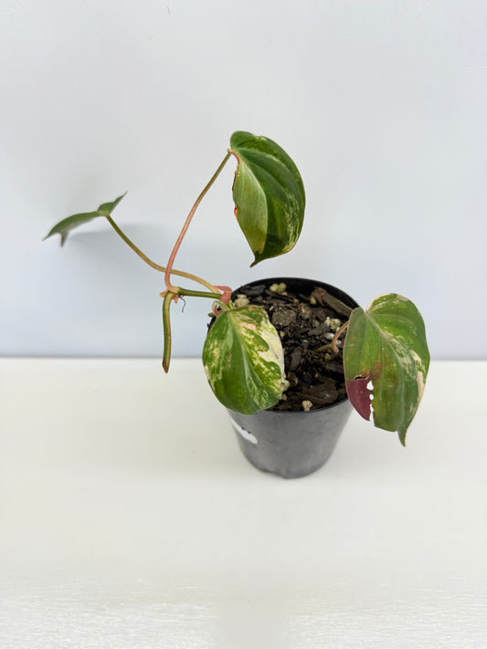 Philodendron Micans Variegated Y43