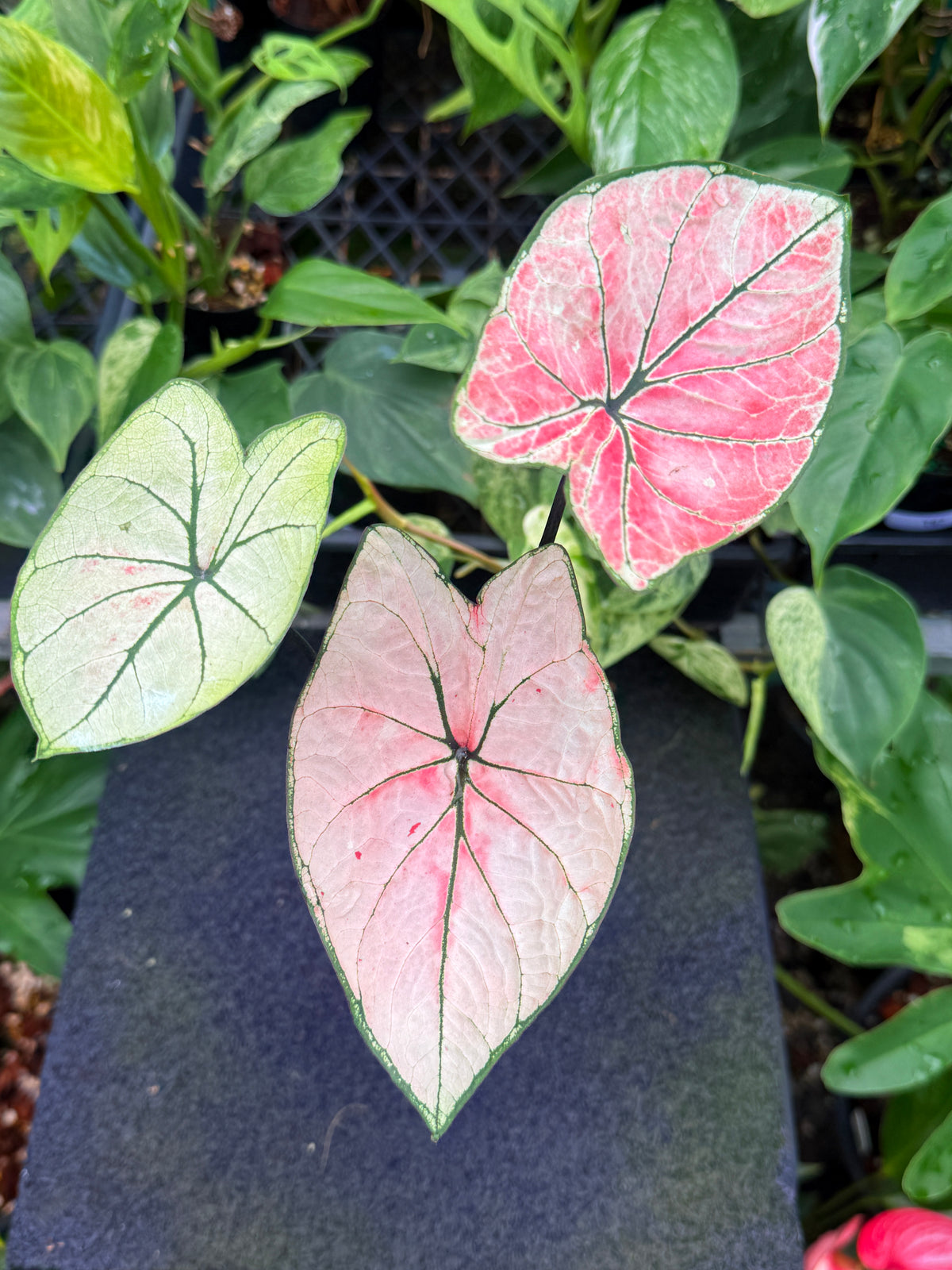 Caladium Hybrid W34