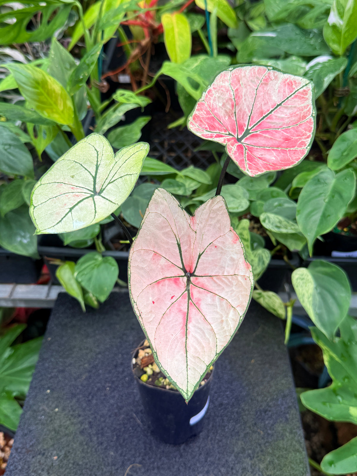 Caladium Hybrid W34
