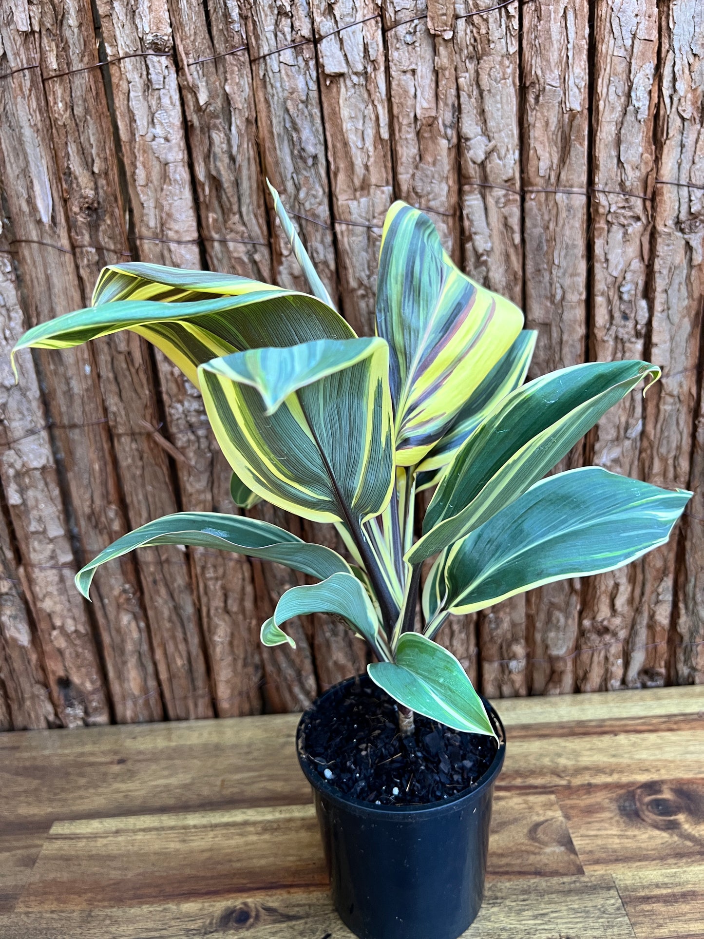 Cordyline Chocolate Queen B168